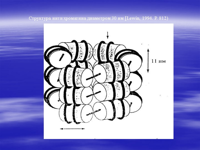 Структура нити хроматина диаметром 30 нм [Lewin, 1994. Р. 812)
